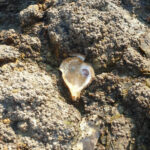 huitre-forme-coeur-fond-rocher