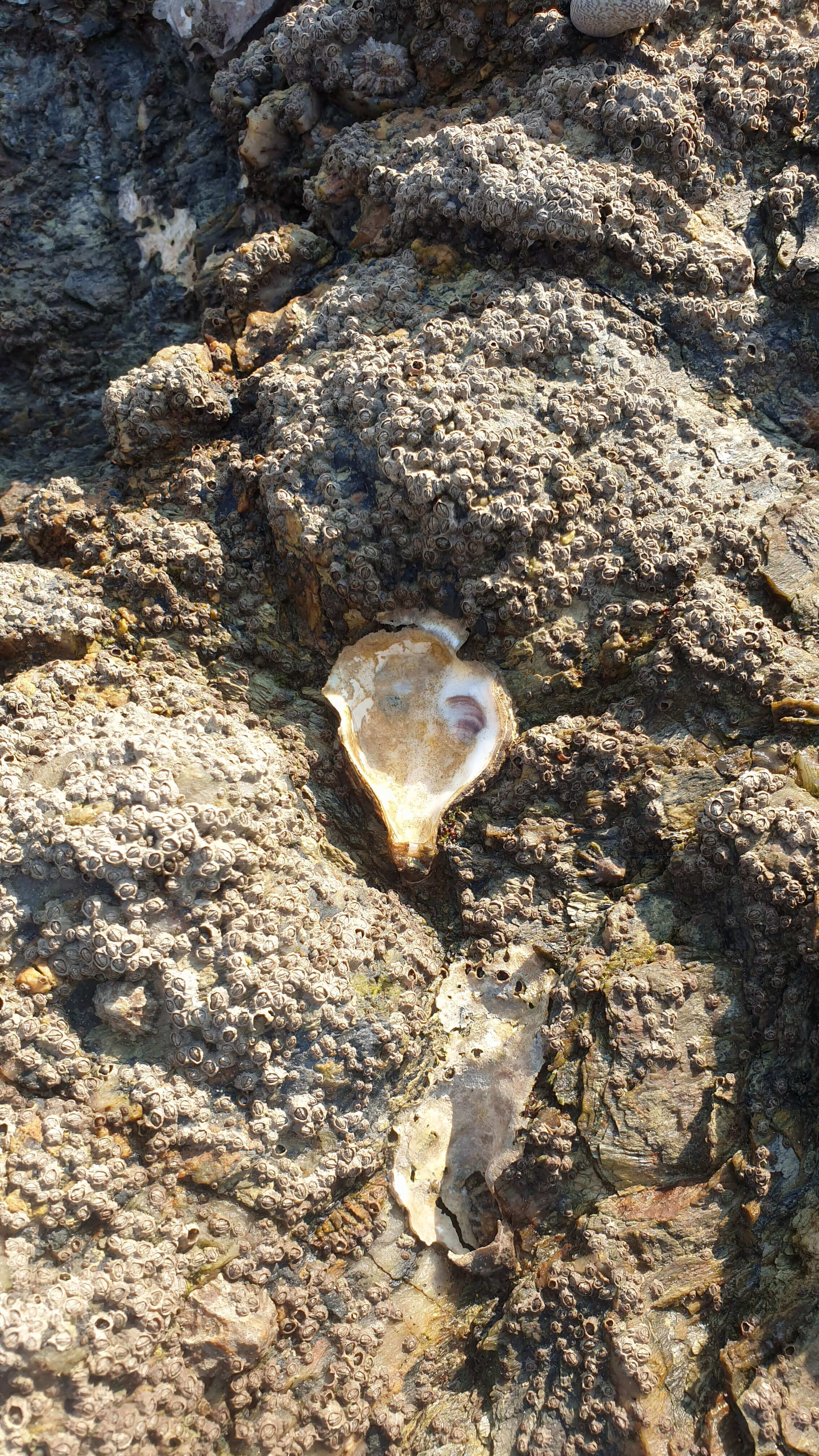 Cœur d'huitre au creux d'un rocher
